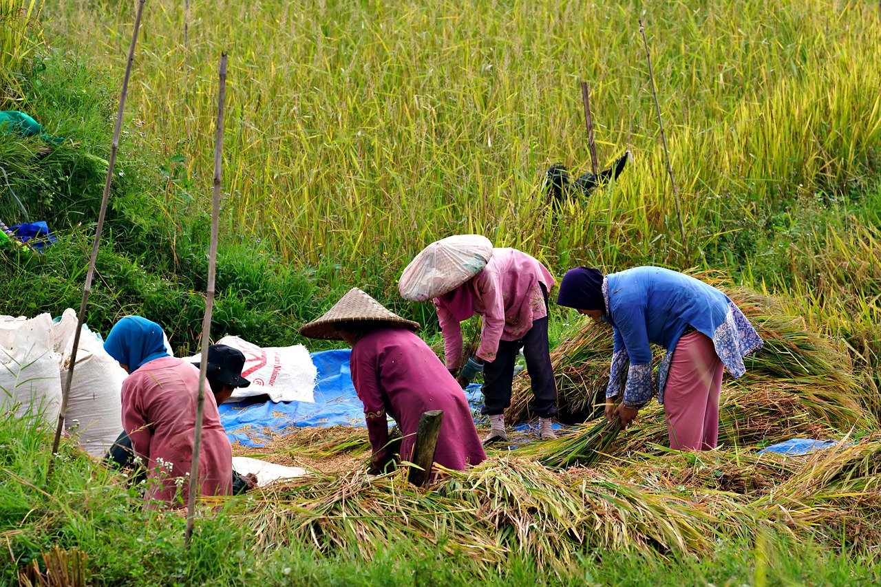 harvest, paddy field, rice field-7545551.jpg