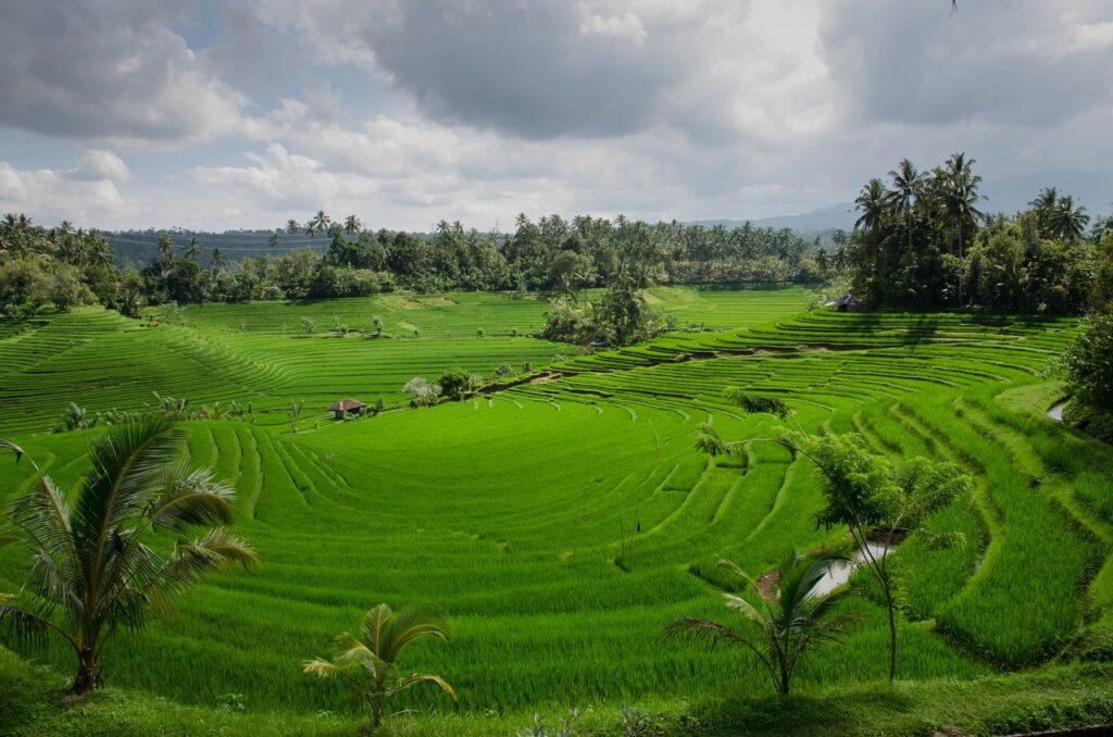 Pemandangan Sawah yang Indah di Bali
